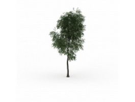 Hybrid poplar tree 3d model preview