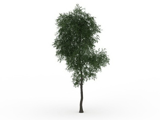 Hybrid poplar tree 3d rendering