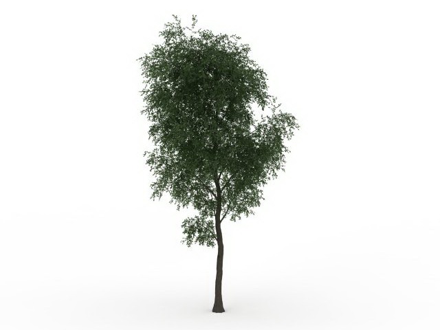 Hybrid poplar tree 3d rendering