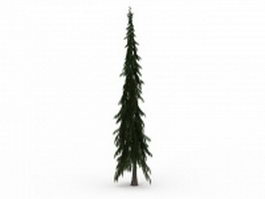 Tall skinny spruce tree 3d model preview
