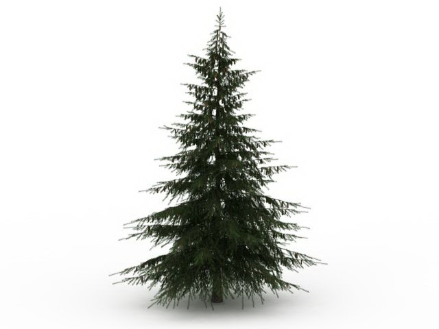 Douglas fir tree 3d rendering