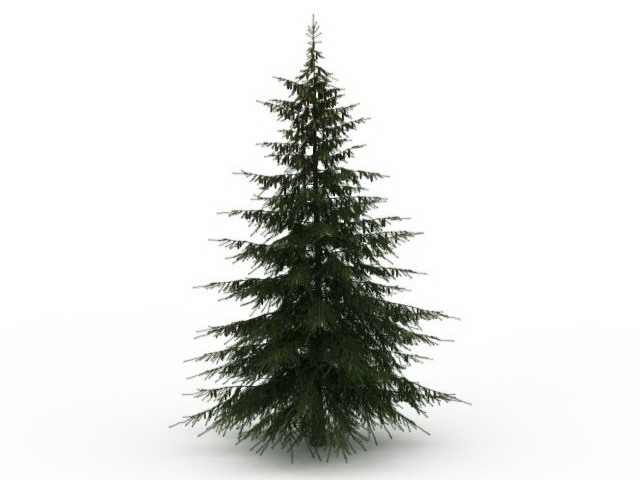 Douglas fir tree 3d rendering