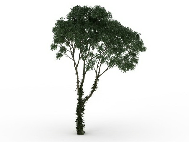 Juniper tree 3d rendering