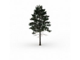 Slash pine tree 3d model preview