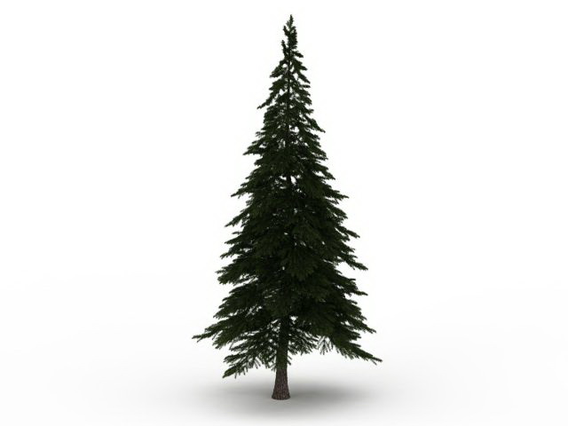 Alpine pine tree 3d rendering