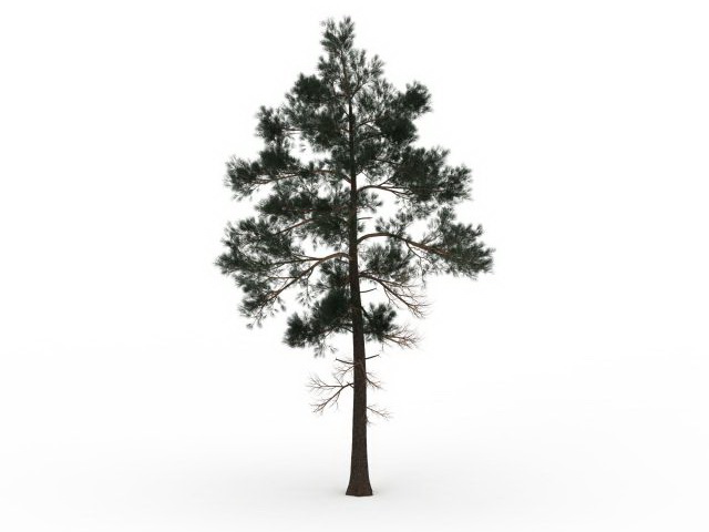 Jack pine tree 3d rendering