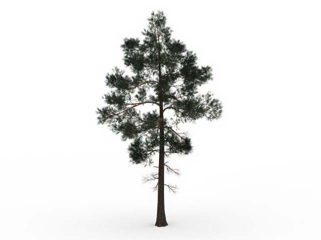Jack pine tree 3d rendering