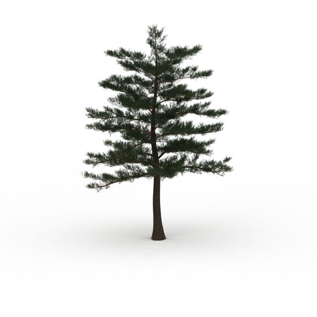 Blue atlas cedar tree 3d rendering
