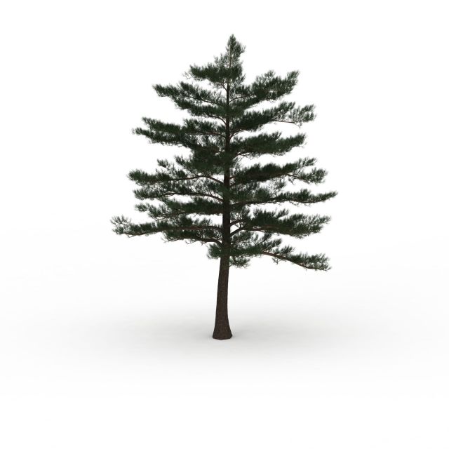 Blue atlas cedar tree 3d rendering
