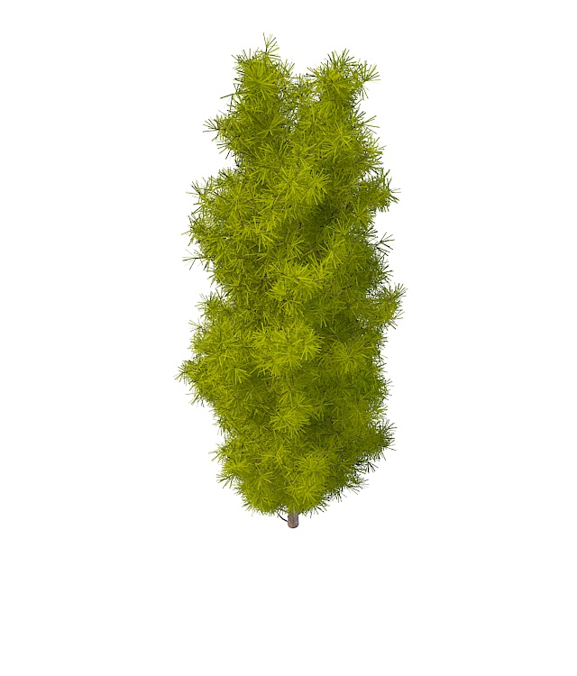 Longleaf pine tree 3d rendering