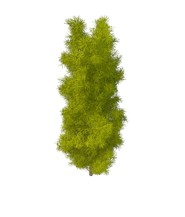 Longleaf pine tree 3d rendering