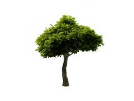 ornamental tree for landscaping 3d model preview