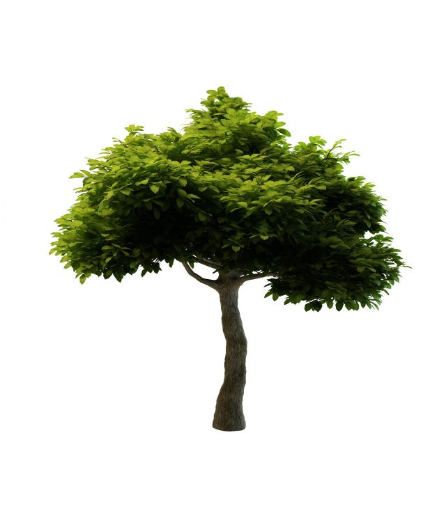 ornamental tree for landscaping 3d rendering