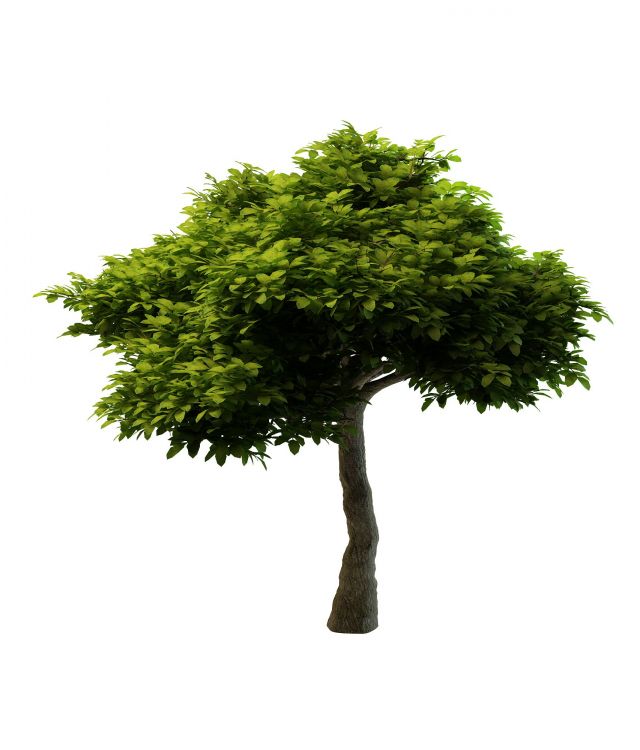 ornamental tree for landscaping 3d rendering