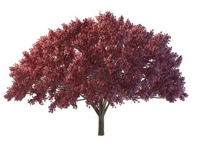 Red tree for landscaping 3d rendering
