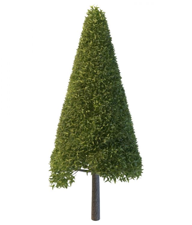 Cone shaped pine tree 3d rendering