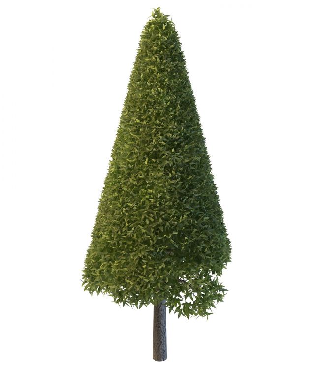 Cone shaped pine tree 3d rendering