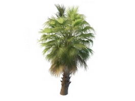 Washingtonia palm tree 3d model preview