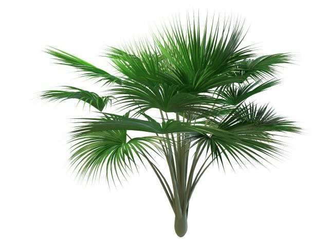 Indian Ocean fan palm tree 3d rendering