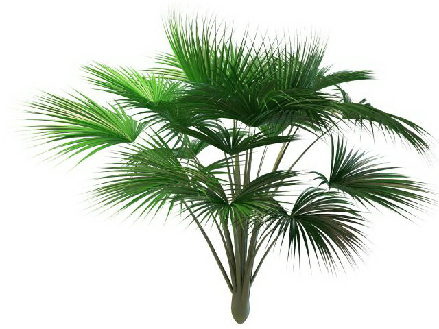 Indian Ocean fan palm tree 3d rendering