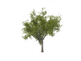 Ginkgo tree 3d model preview
