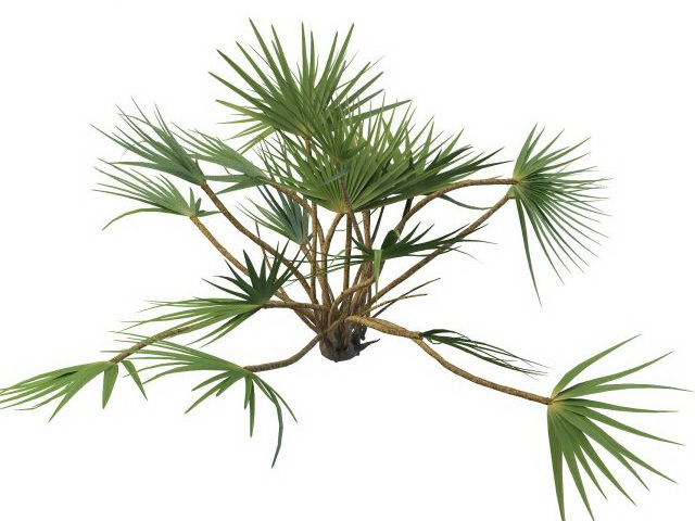 Ornamental palm plants 3d rendering