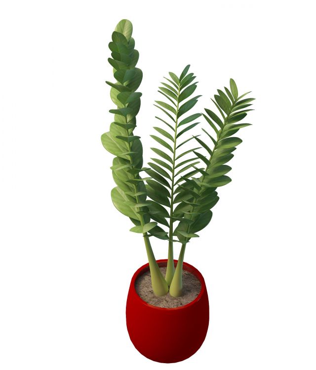 Potted plant with round leaves 3d rendering