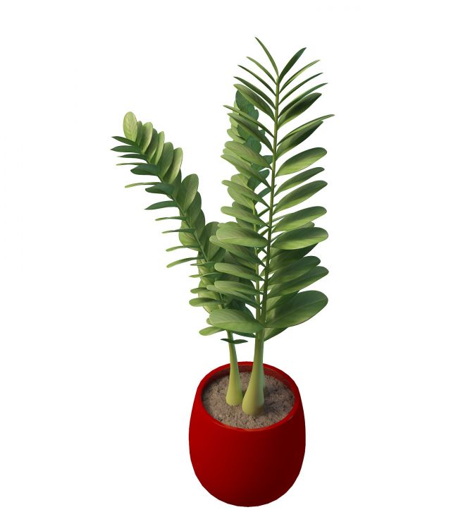 Potted plant with round leaves 3d rendering