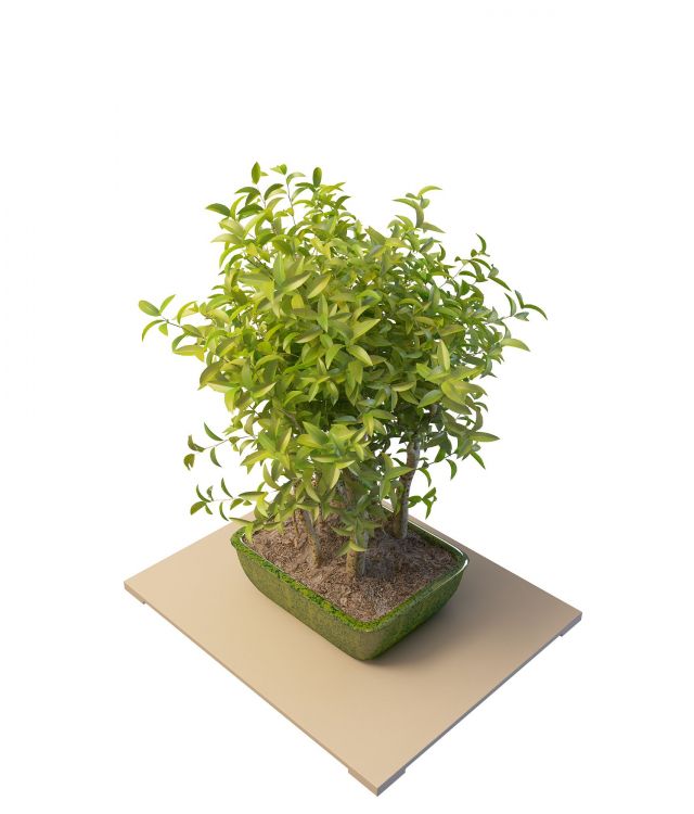 Potted camellia plant 3d rendering
