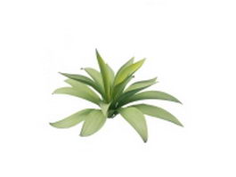 Agave plant 3d model preview