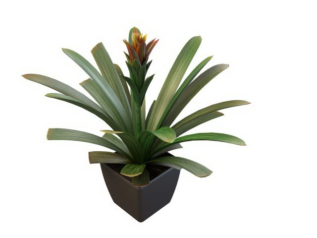 Agave potted plant 3d rendering