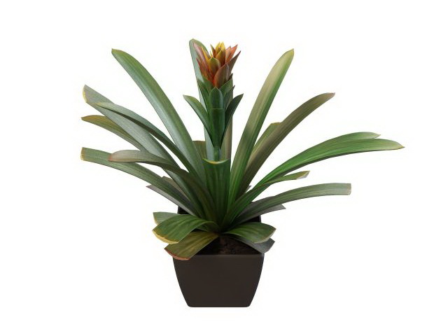 Agave potted plant 3d rendering
