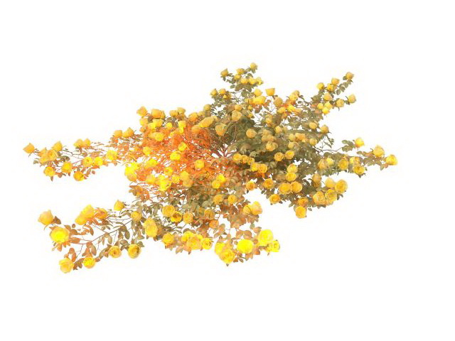 Yellow rose bush 3d rendering
