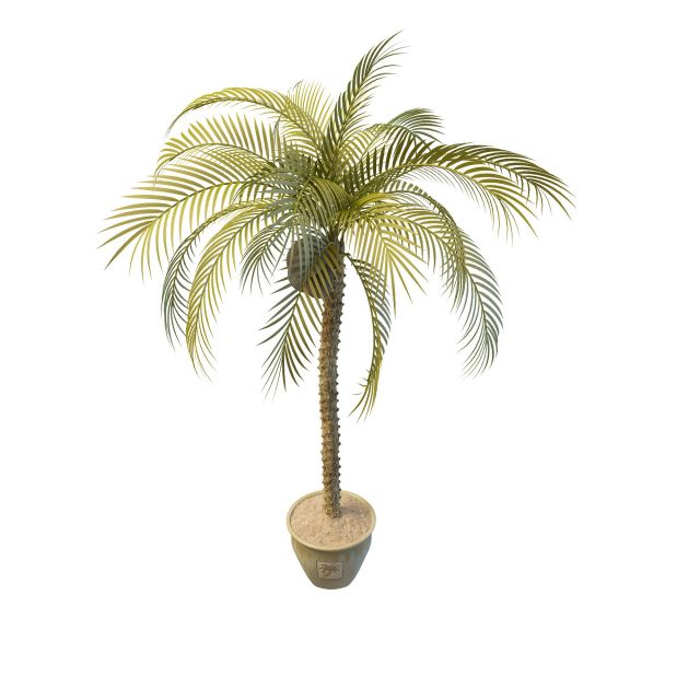 Potted coconut tree 3d rendering