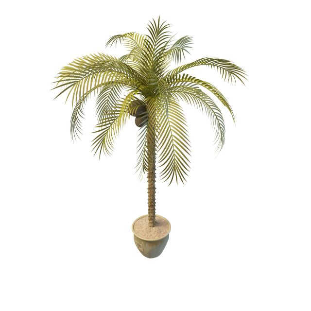 Potted coconut tree 3d rendering