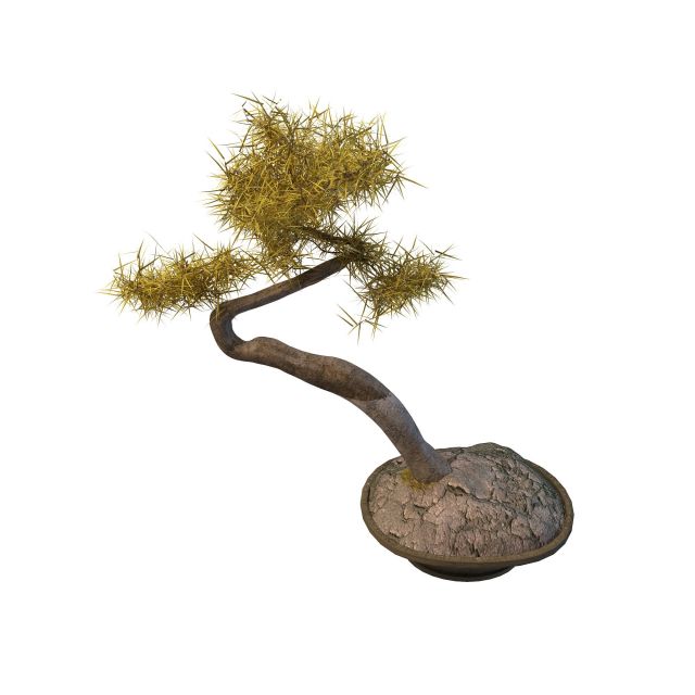 Bonsai pine tree 3d rendering
