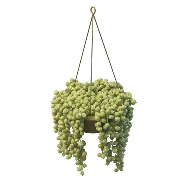 String of Pearls Succulent hanging Plant