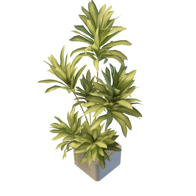 Long leaf indoor plants 3d rendering