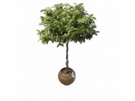 Indoor tree with braided trunk 3d model preview