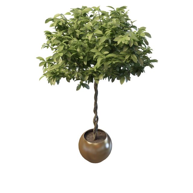 Indoor tree with braided trunk 3d rendering