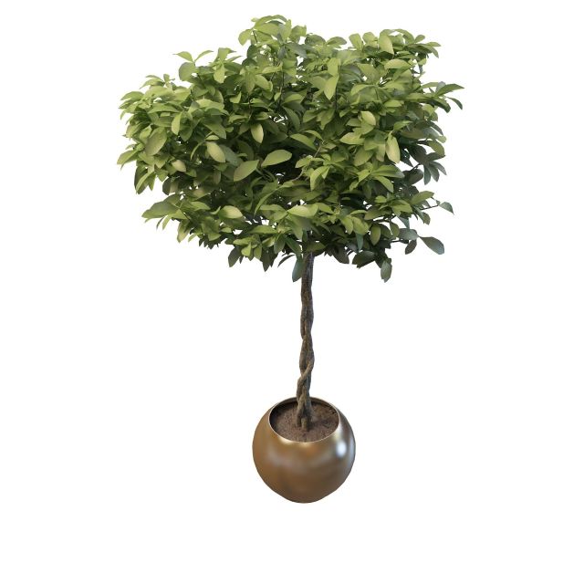 Indoor tree with braided trunk 3d rendering