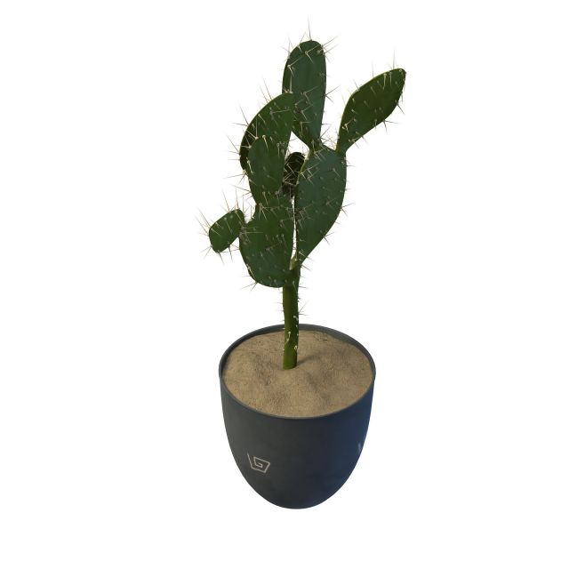 Cactus pot 3d rendering