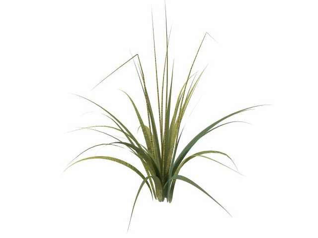 Tall grass plants 3d rendering
