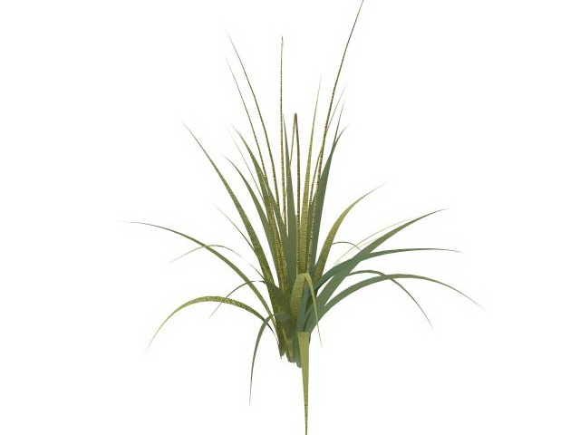 Tall grass plants 3d rendering