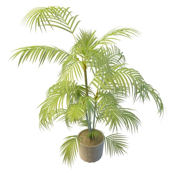 Palm plant in pots 3d rendering