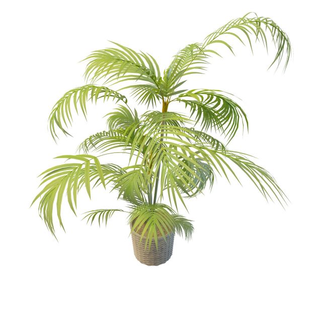 Palm plant in pots 3d rendering