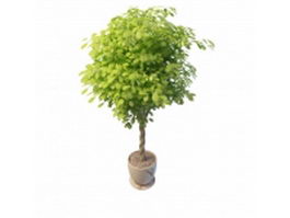 Indoor ornamental tree 3d model preview