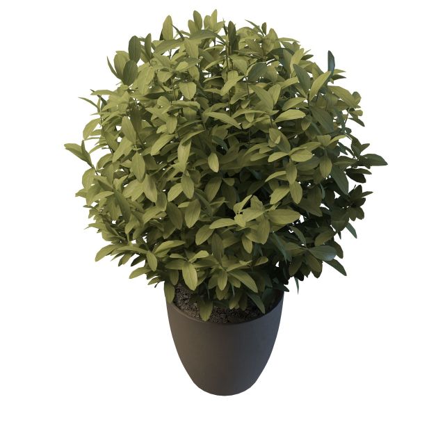 Potted ficus plant 3d rendering