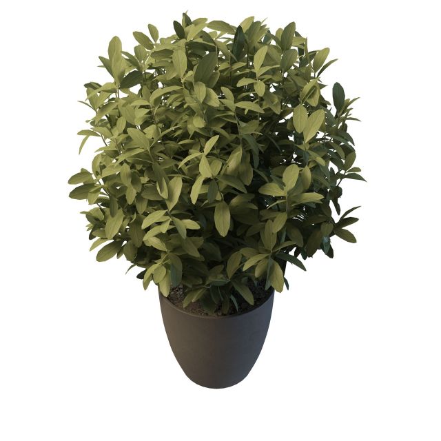 Potted ficus plant 3d rendering