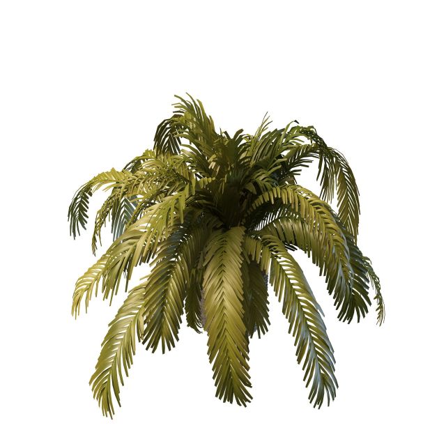 Potted fern plant 3d rendering